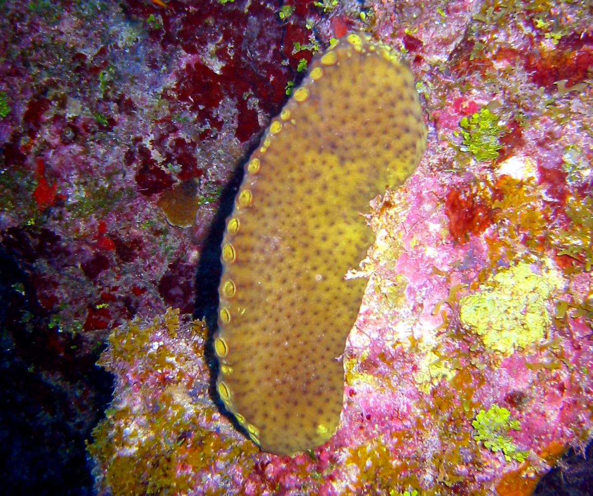 Smenospongia conulosa